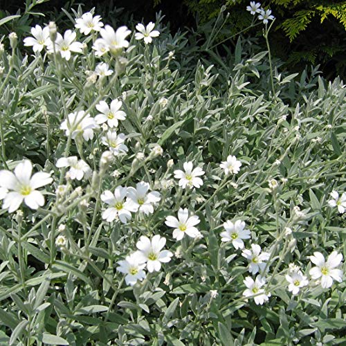 6 x Cerastium Tomentosum 'Columnae' - Niedriges Hornkraut Columnae Topf 9x9cm von Arborix, grüner und billiger!