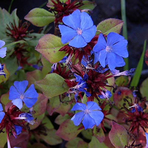 6 x Ceratostigma Plumbaginoides - Chinesische Bleiwurz Topf 9x9cm von Arborix