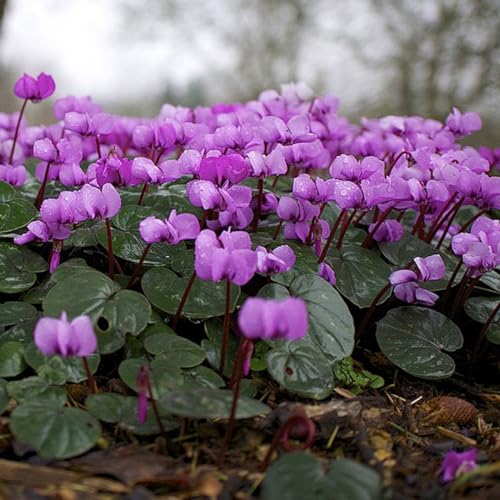 6 x Frühlings Alpenveilchen - Cyclamen Coum Topf 9x9cm: Rosa Blüten, frühblühend, ideal für schattige Bereiche und Steingärten. von Arborix, grüner und billiger!