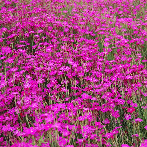 6 x Heidennelke Splendens - Dianthus Deltoides 'Splendens' Topf 9x9cm: Rosa Blüten, pflegeleicht, ideal für sonnige Standorte und Hanglagen. von Arborix, grüner und billiger!