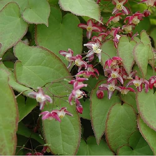 6 x Elfenblume - Epimedium Rubrum Topf 9x9cm: Rote Blüten, schattenverträglich, wintergrün, für naturnahe Gärten. von Arborix, grüner und billiger!