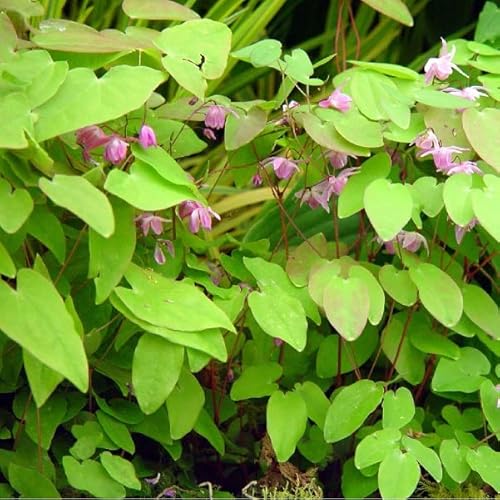 6 x Elfenblume Roseum - Epimedium Youngianum 'Roseum' Topf 9x9cm: Rosafarbene Blüten, schattenverträglich, wintergrün, niedriger Wuchs. von Arborix, grüner und billiger!