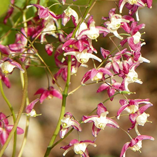 6 x Elfenblume Red Beauty - Epimedium Grandiflorum 'Red Beauty' Topf 9x9cm: Rote Blüten, ideal für schattige Bereiche, wintergrün, pflegeleicht. von Arborix, grüner und billiger!