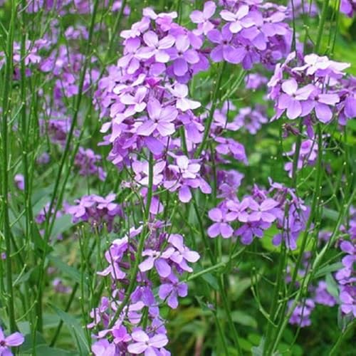 6 x Goldlack Bowles Mauve - Erysimum 'Bowles' Mauve' Topf 9x9cm: Violette Blüten, immergrün, duftet angenehm, für sonnige Standorte. von Arborix, grüner und billiger!