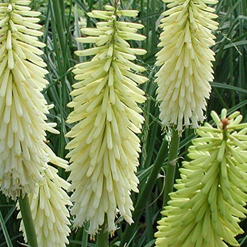 6 x Fackellilie 'Ice Queen' - Kniphofia 'Ice Queen' Topf 9x9cm: Weiße Blüten, attraktive Pflanze, sonnige Standorte. von Arborix, grüner und billiger!