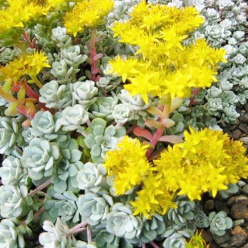 6 x Fettblatt 'Cape Blanco' - Sedum Spathulifolium Topf 9x9cm: Leuchtendes Weiß im Garten von Arborix, grüner und billiger!