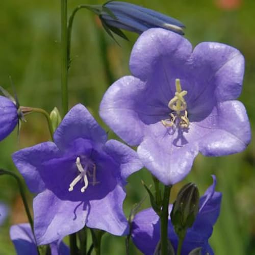 6 x Flachschalige Glockenblume 'Grand. Coerulea' - Campanula Persicifolia 'Grand. Coerulea' Topf 9x9cm: Blaue Blüten, aufrechter Wuchs, lange Blütezeit. von Arborix, grüner und billiger!