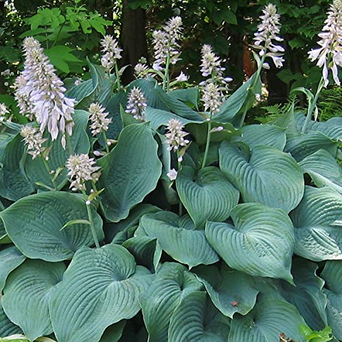 6 x Funkie 'Blue Angel' - Hosta 'Blue Angel': Blaue Blätter mit eleganten Blütenrispen. 6 x Funkie 'Blue Angel' - Hosta 'Blue Angel': Blaue Blätter mit eleganten Blütenrispen. von Sudsty
