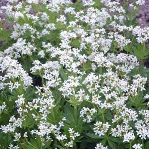 6 x Waldmeister - Galium Odoratum Topf 9x9cm: Bodendecker mit duftenden Blüten, ideal für schattige Plätze und Aromaten. von Arborix, grüner und billiger!