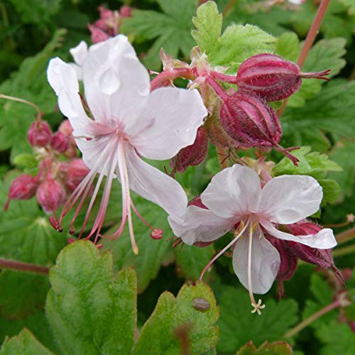 6 x Geranium Macrorrhizum 'Spessart' - Storchschnabel Spessart Topf 9x9cm von Arborix