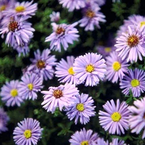 6 x Glattblatt Aster 'Marie Ballard' - Aster Novi Belgii 'Marie Ballard' Topf 9x9cm: Violette Blüten, winterhart, bienenfreundlich. von Arborix, grüner und billiger!