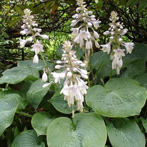 6 x Große Blaublatt Funkie 'Elegans' - Hosta Sieboldiana 'Elegans': Blaue Blätter und lila Blüten. von Arborix, grüner und billiger!