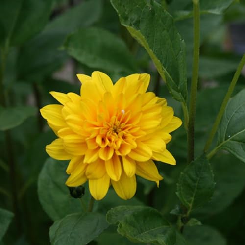 6 x Stauden Sonnenblume 'Soleil D'Or' - Helianthus 'Soleil D'Or': Goldene Sonnenblumen. von Arborix, grüner und billiger!