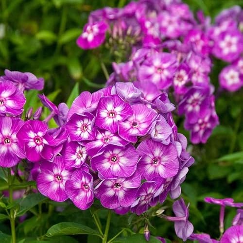 6 x Hohe Flammenblume 'Laura' - Phlox Paniculata 'Laura' Topf 9x9cm: Rosa Blütenpracht für sonnige Standorte 6 x Hohe Flammenblume 'Laura' - Phlox Paniculata 'Laura' Topf 9x9cm: Rosa Blütenpracht für sonnige Standorte von Arborix