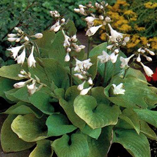 6 x Funkie August Moon - Hosta 'August Moon': Goldgelbe Blätter, ideal für schattige Gärten. von Arborix, grüner und billiger!