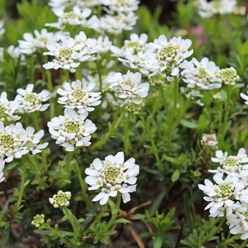 6 x Immergrüne Schleifenblume 'Schneeflocke' - Iberis Sempervirens 'Schneeflocke': Reinweiß und pflegeleicht. von Arborix, grüner und billiger!