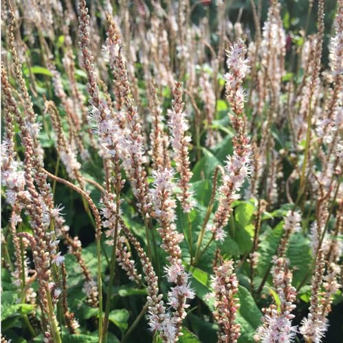 6 x Kerzenknöterich 'Alba' - Persicaria Amplexicaulis 'Alba' Topf 9x9cm: Weiße Blütenpracht für sonnige bis halbschattige Standorte. von Arborix, grüner und billiger!