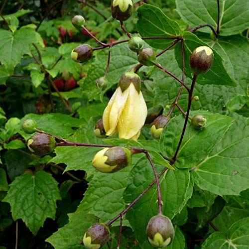 6 x Japanische Wachsglocke - Kirengeshoma Palmata Topf 9x9cm: Gelbe Blüten, schattentolerant, dekorative Blätter. von Arborix, grüner und billiger!