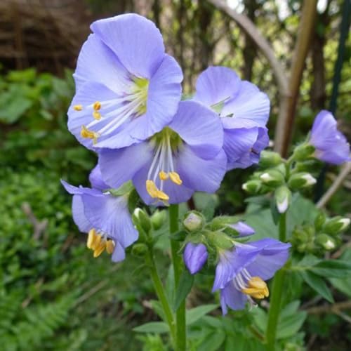 6 x Kriechende Jakobsleiter 'Blue Pearl' - Polemonium Reptans 'Blue Pearl' Topf 9x9cm: Bodendecker mit blauen Blüten für den Schatten von Arborix, grüner und billiger!