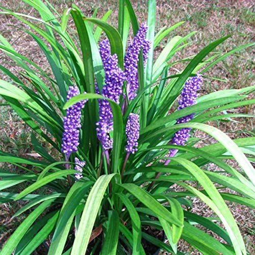 6 x Garten Glöckchentraube - Liriope Muscari 'Big Blue' Topf 9x9cm: Große Blätter, lilafarbene Blüten, wintergrün. von Arborix, grüner und billiger!