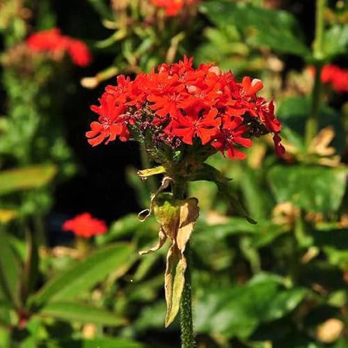 6 x Brennende Liebe - Lychnis Chalcedonica Topf 9x9cm: Leuchtend rot, bienenfreundlich, für naturnahe Gärten. von Arborix, grüner und billiger!