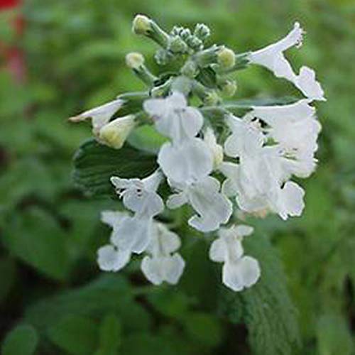 6 x Garten Katzenminze - Nepeta 'Snowflake' Topf 9x9cm: Weiße Blüten, kompakt, vielseitig einsetzbar. von Arborix, grüner und billiger!