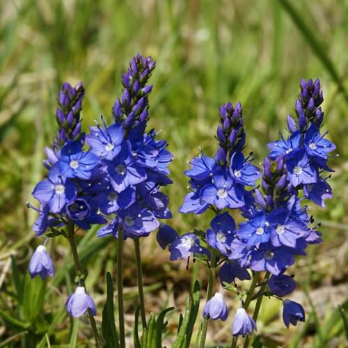 6 x Niederliegender Ehrenpreis 'Blue Sheen' - Veronica Prostrata Topf 9x9cm: Bodendecker mit silbrig-blauem Charme 6 x Niederliegender Ehrenpreis 'Blue Sheen' - Veronica Prostrata Topf 9x9cm: Bodendecker mit silbrig-blauem Charme von Arborix
