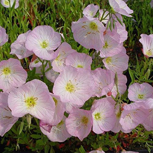 6 x Oenothera Speciosa 'Siskiyou' - Garten-Nachtkerze Siskiyou Topf 9x9cm von Arborix