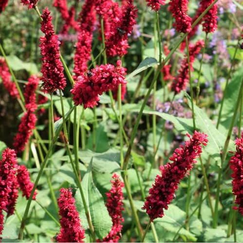 6 x Kerzenknöterich 'Fats Domino' - Persicaria Amplexicaulis 'Fats Domino' Topf 9x9cm: Attraktive dunkelrote Blüten für sonnige bis halbschattige Plätze. von Arborix, grüner und billiger!