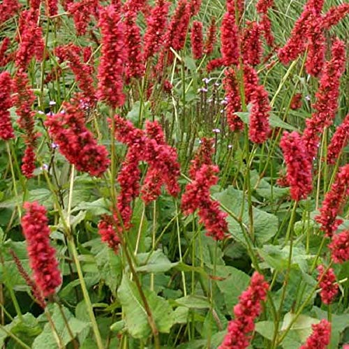 6 x Kerzenknöterich 'Inverleith' - Persicaria Amplexicaulis 'Inverleith' Topf 9x9cm: Kompakte Pflanze mit rosafarbenen Blüten für sonnige bis halbschattige Bereiche. von Arborix