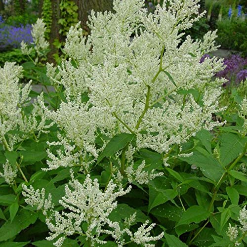 6 x Knöterich - Persicaria Polymorpha Topf 9x9cm - Ein stattlicher Staudengigant mit imposanten Blütenrispen. von Arborix, grüner und billiger!