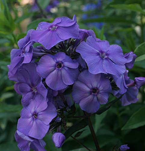 6 x Hohe Flammenblume 'Blue Paradise' - Phlox Paniculata 'Blue Paradise' Topf 9x9cm: Blaue Blüten für sonnige Standorte von Arborix, grüner und billiger!