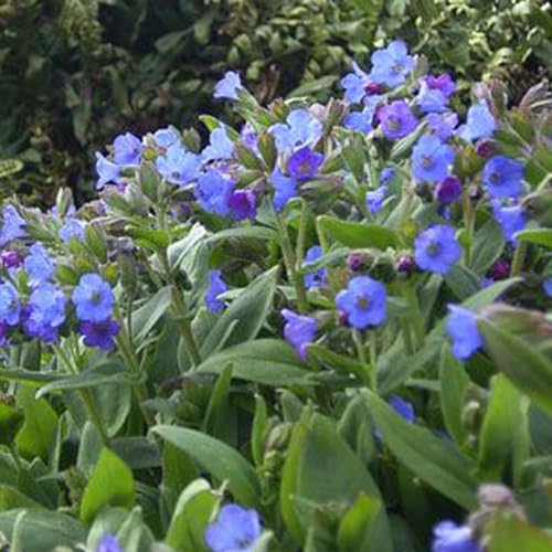 6 x Lungenkraut 'Azurea' - Pulmonaria Angustifolia 'Azurea' Topf 9x9cm: Blaue Akzente für schattige Standorte von Arborix, grüner und billiger!