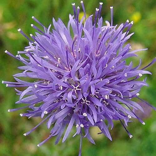 6 x Sandglöckchen Blaulicht - Jasione Laevis Topf 9x9cm: Bodendeckende Pflanze mit blauen Blüten, ideal für sonnige Standorte. von Arborix, grüner und billiger!