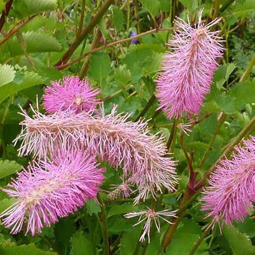 6 x Japanischer Wiesenknopf - Sanguisorba Obtusa Topf 9x9cm: Exotische Schönheit für Ihren Garten von Arborix, grüner und billiger!