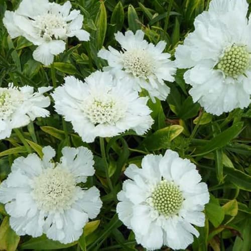 6 x Große Skabiose 'Alba' - Scabiosa Caucasica 'Alba' Topf 9x9cm: Weiße Blütenpracht für sonnige Standorte von Arborix, grüner und billiger!