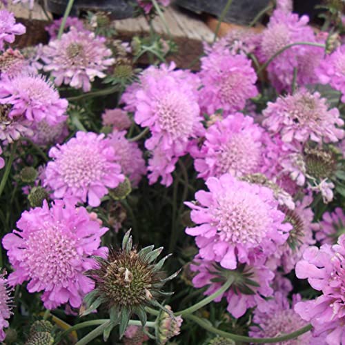 6 x Tauben Skabiose Pink Mist - Scabiosa Columbaria 'Pink Mist' Topf 9x9cm: Zarter Rosaton für Ihren Garten von Arborix, grüner und billiger!