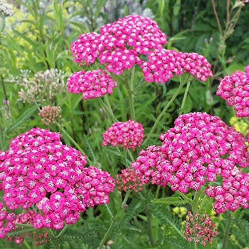 6 x Schafgarbe 'Cerise Queen' - Achillea Millefolium 'Cerise Queen' Topf 9x9cm: Kirschrosa Blütenakzente. von Arborix, grüner und billiger!