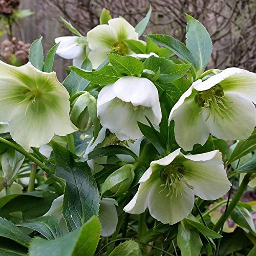 6 x Schneerose 'White Lady' - Helleborus Orientalis 'White Lady': Weiße Schneerosen für den Garten. von Arborix, grüner und billiger!