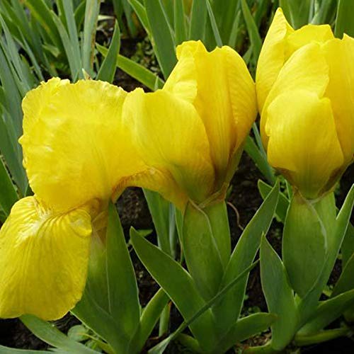 6 x Schwertlilie 'Brassie' - Iris Pumila 'Brassie': Gelb-orangefarbene Blüten in sonnigen Gärten. von Arborix, grüner und billiger!