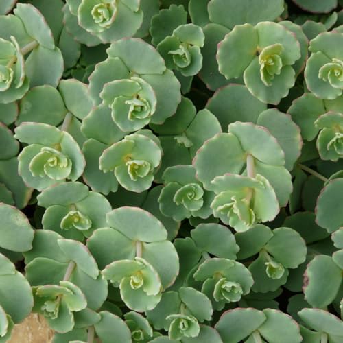 6 x Siebolds Fettblatt - Sedum Sieboldii Topf 9x9cm: Asiatischer Charme für Ihren Außenbereich von Arborix, grüner und billiger!