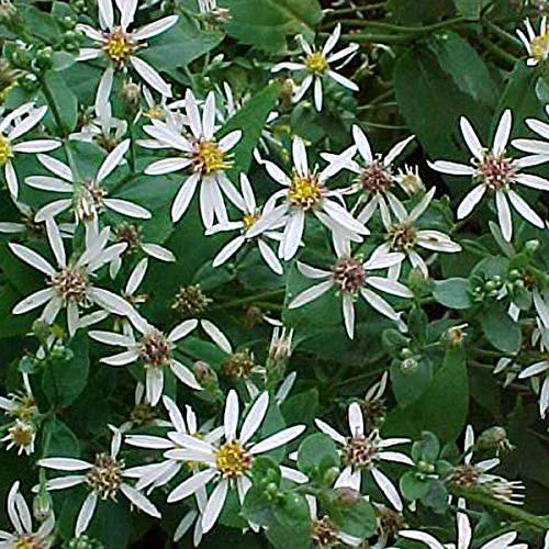 6 x Sperrige Aster - Aster Divaricatus Topf 9x9cm: Weiße Blüten, Horst bildend, für schattige Standorte. von Arborix, grüner und billiger!