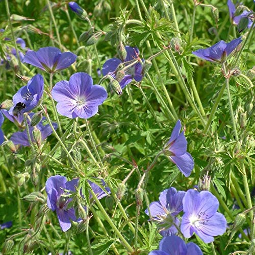 6 x Storchschnabel 'Brookside' - Geranium 'Brookside' Topf 9x9cm: Himmelblaue Blüten, niedriger Wuchs, ideal als Bodendecker. von Arborix, grüner und billiger!