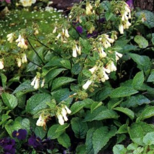 6 x Kaukasus Beinwell - Symphytum Grandiflorum Topf 9x9cm: Elegante Blüten und strahlendes Grün von Arborix, grüner und billiger!