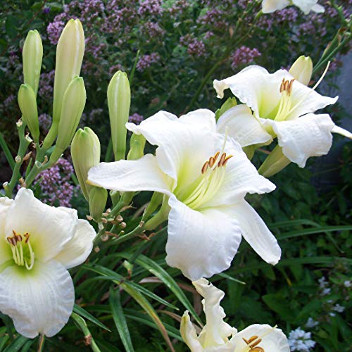 6 x Taglilie 'Gentle Shepherd' - Hemerocallis 'Gentle Shepherd': Weiße Blüten mit sanftem Duft. von Arborix, grüner und billiger!
