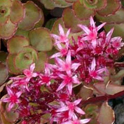 6 x Teppich Fetthenne 'Schorbuser Blut' - Sedum SpuriumTopf 9x9cm: Rote Blätter für sonnige Beete von Arborix, grüner und billiger!