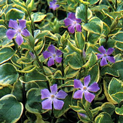 6 x Vinca Major 'Variegata' - Immergrün Variegata Topf 9x9cm von Arborix