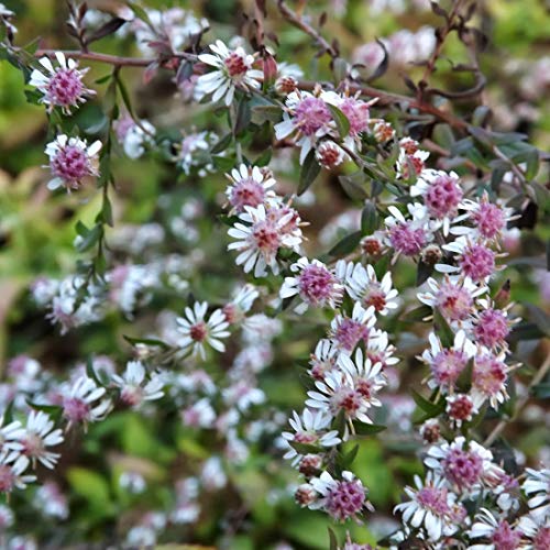 6 x Waagerechte Aster 'Lady In Black' - Aster Lateriflorus 'Lady In Black' Topf 9x9cm: Dunkelviolette Blüten, ansprechendes Laub, winterhart. von Arborix, grüner und billiger!