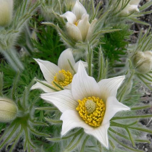 6 x Weißblühende Kuhschelle 'Alba' - Pulsatilla Vulgaris 'Alba' Topf 9x9cm von Arborix, grüner und billiger!