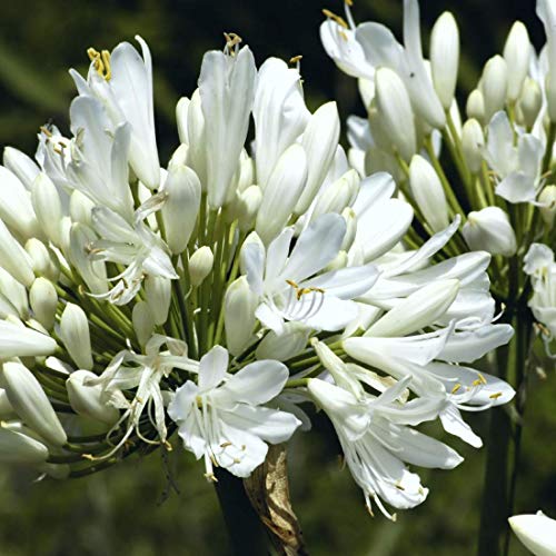 6 x Weiße Schmucklilie - Agapanthus Africanus 'Albidus' Topf 9x9cm: Elegante weiße Blüten für den Garten. von Arborix, grüner und billiger!